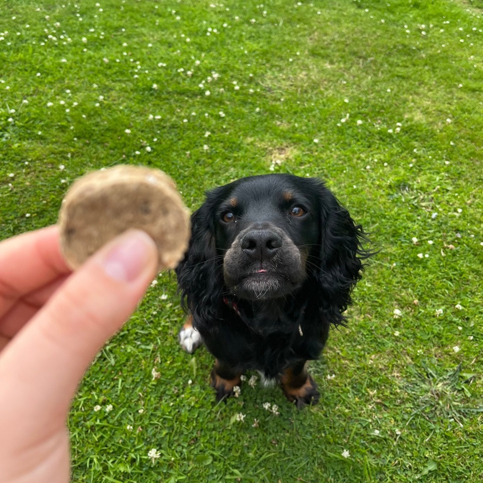 Fish & Tattie Patties - Waggleworthy