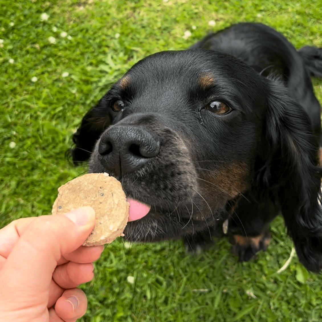 Fish & Tattie Patties - Waggleworthy