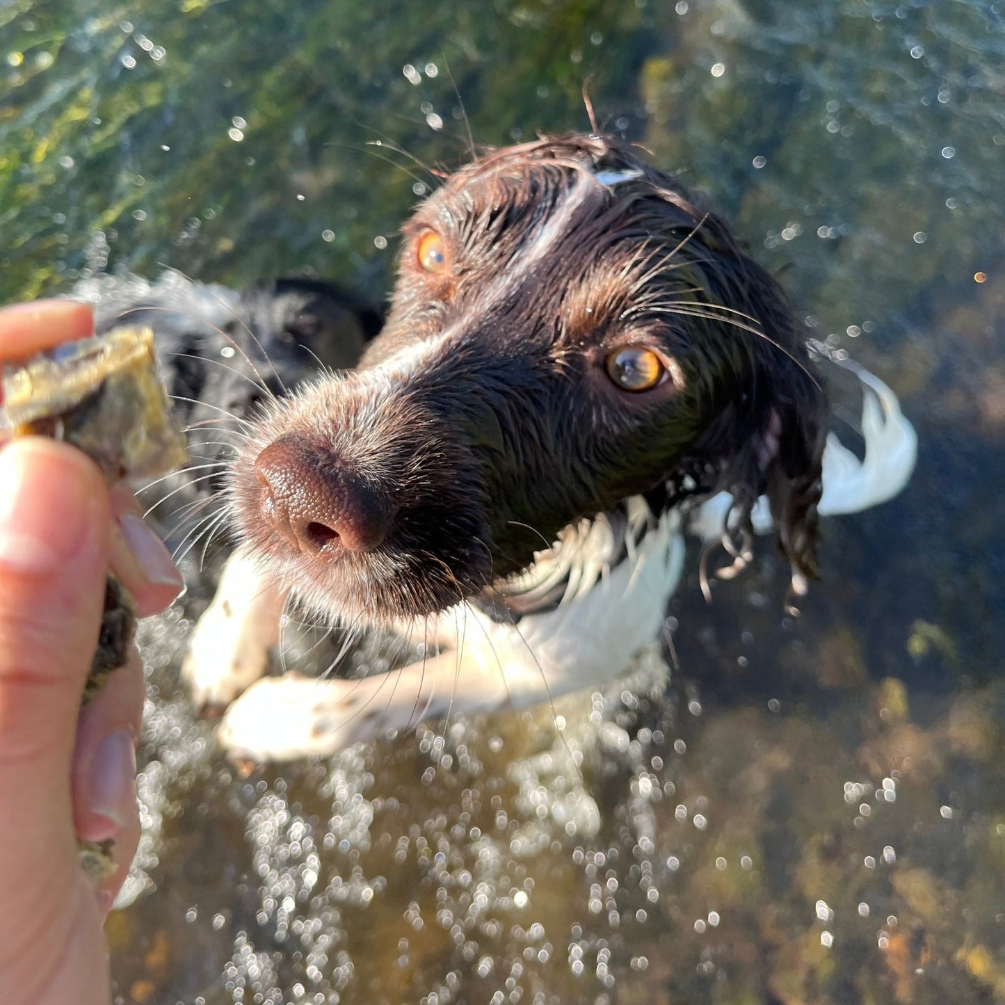 Pure Fish Chunks - Waggleworthy