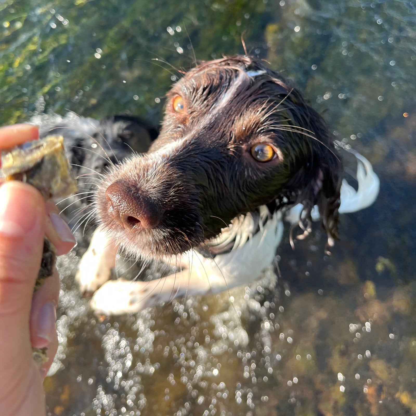 Pure Fish Chunks - Waggleworthy