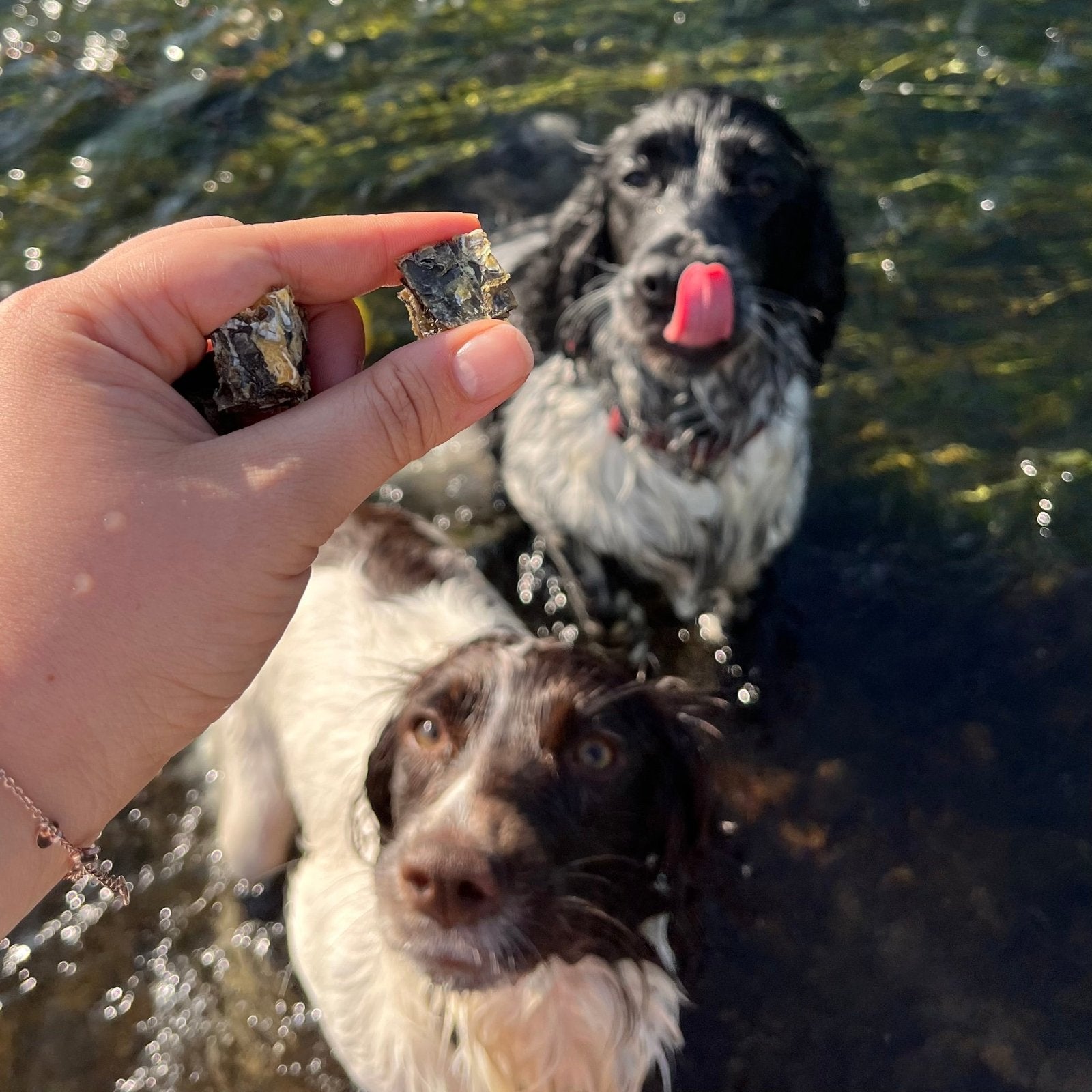 Pure Fish Chunks - Waggleworthy