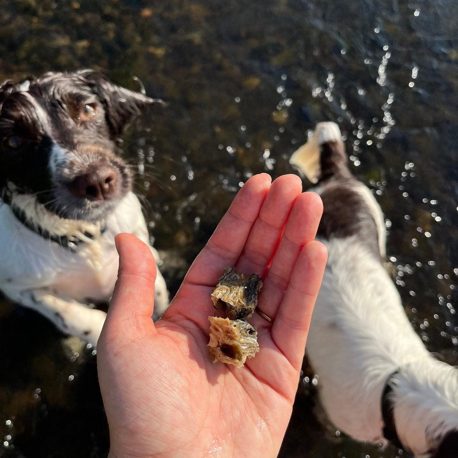 Pure Fish Chunks - Waggleworthy