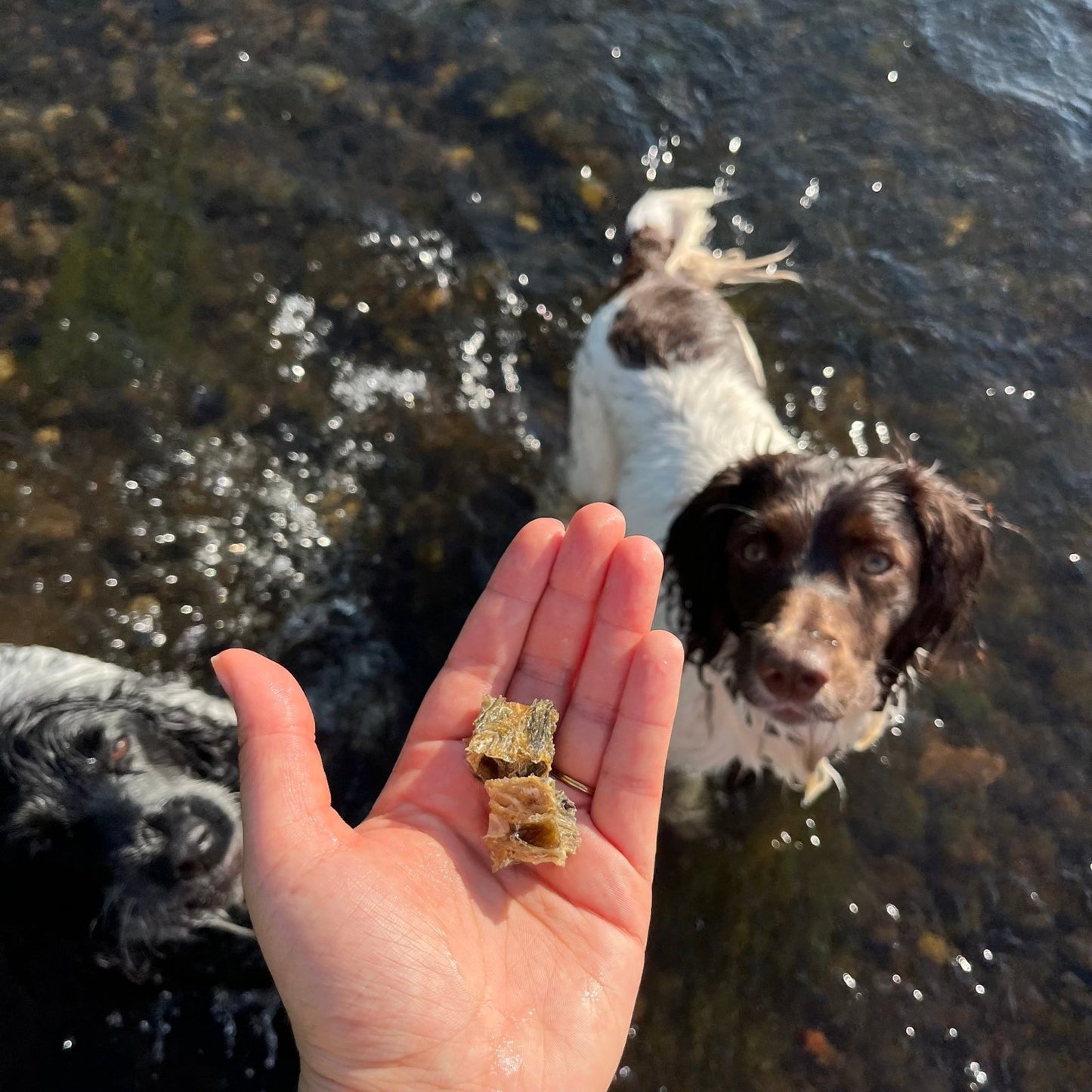 Pure Fish Chunks - Waggleworthy