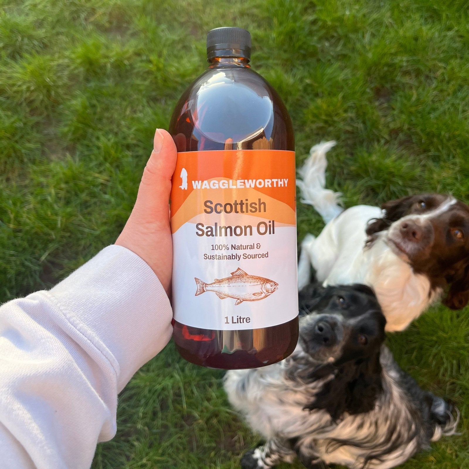 Pure Scottish Salmon Oil - Waggleworthy