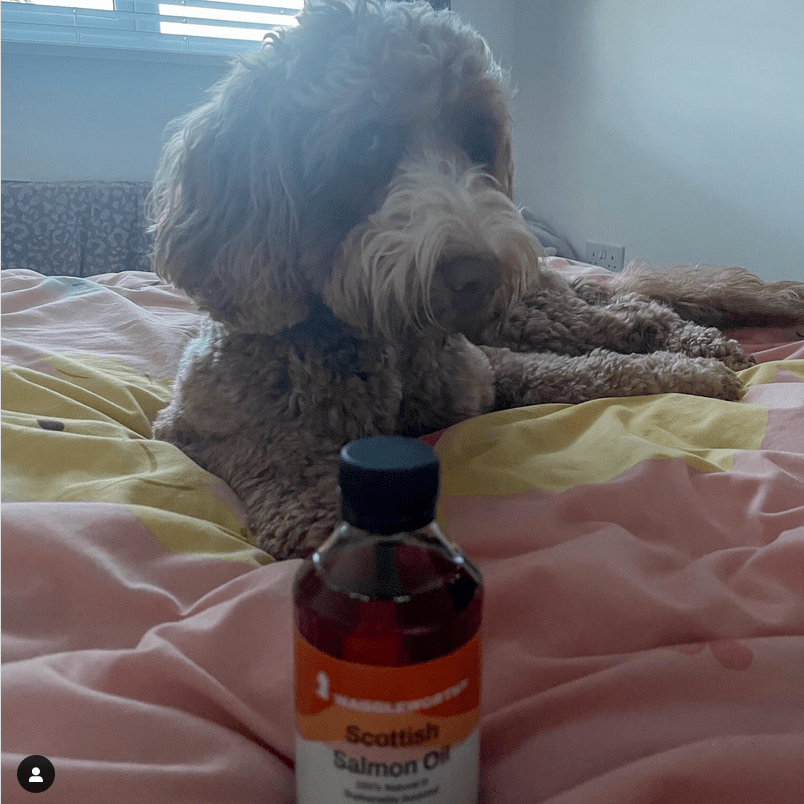 Pure Scottish Salmon Oil - Waggleworthy